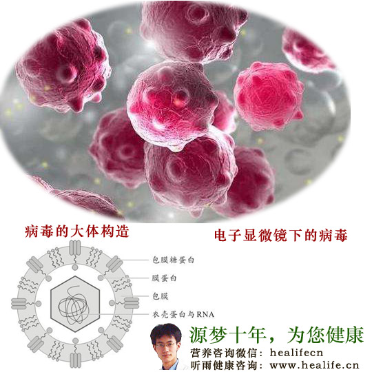 电子显微镜下的病毒