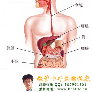 肝脏的位置
