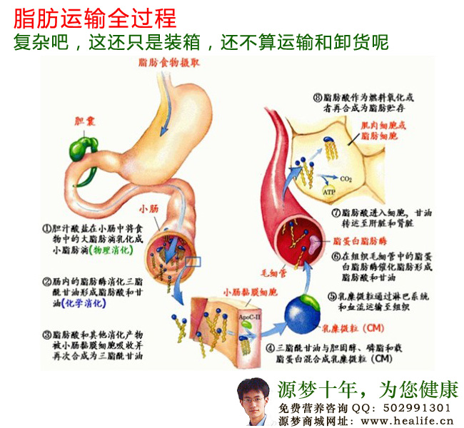 人体脂肪运输全过程