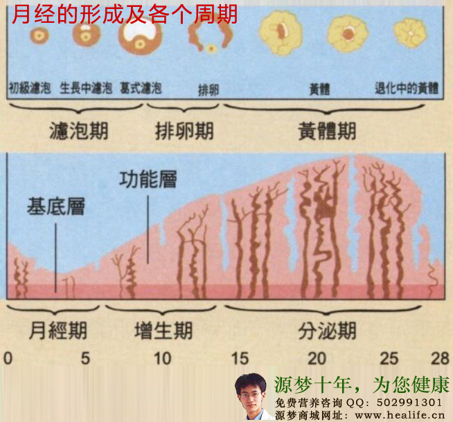 月经的形成及各个周期