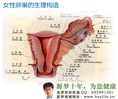 女性卵巢的生理构造
