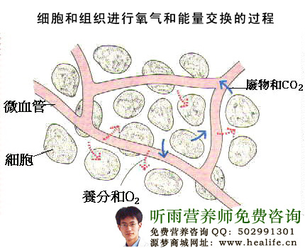 细胞和组织进行氧气和能量交换的过程