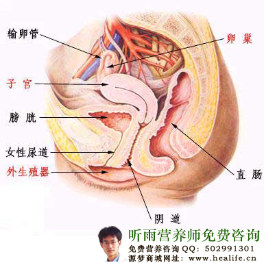 盆腔积液究竟是怎么回事