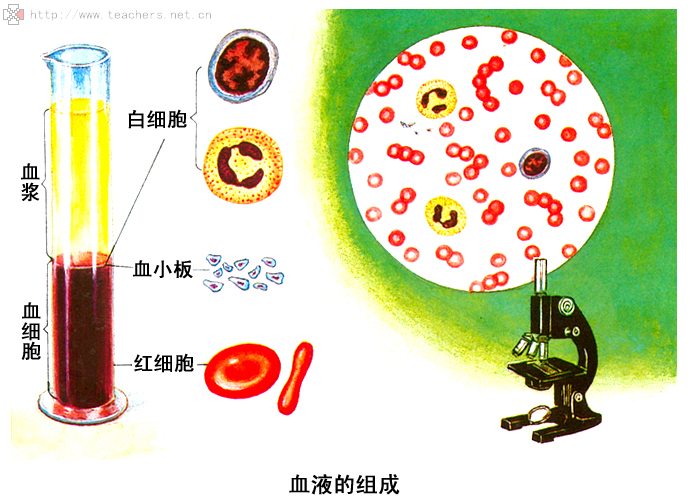 血常规检查是什么——图真教你如何看懂血常规检查（1）
