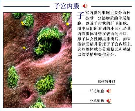 子宫内膜