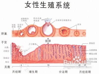 月经的直观的分泌周期