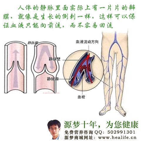 人体静脉血管内部结构