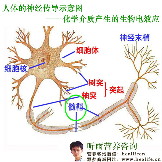 人体的神经传导示意图