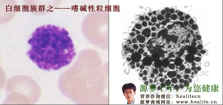 嗜碱性粒细胞