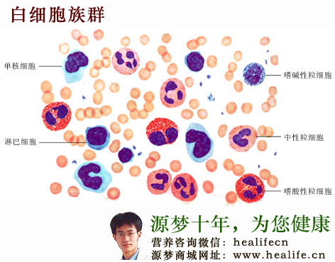白细胞族群