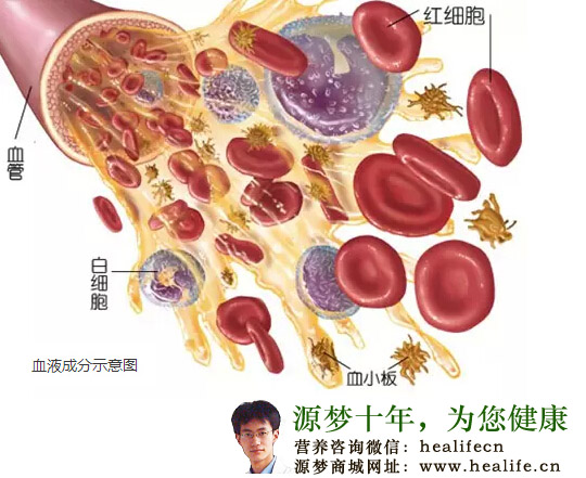 血液成分示意图