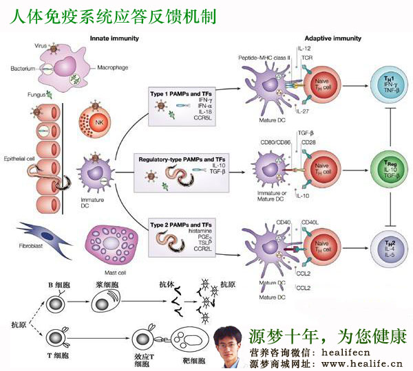 人体免疫系统应答反馈机制