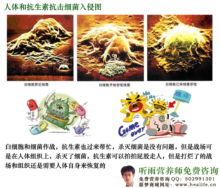 人体和抗生素抗击细菌入侵图