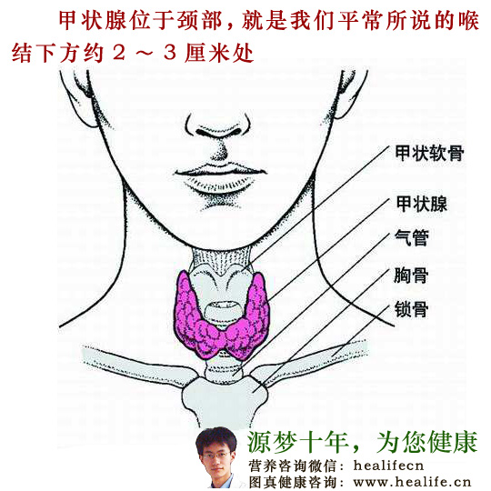 甲状腺