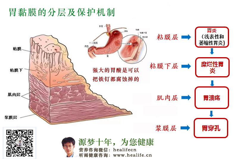 胃黏膜的分层及保护机制