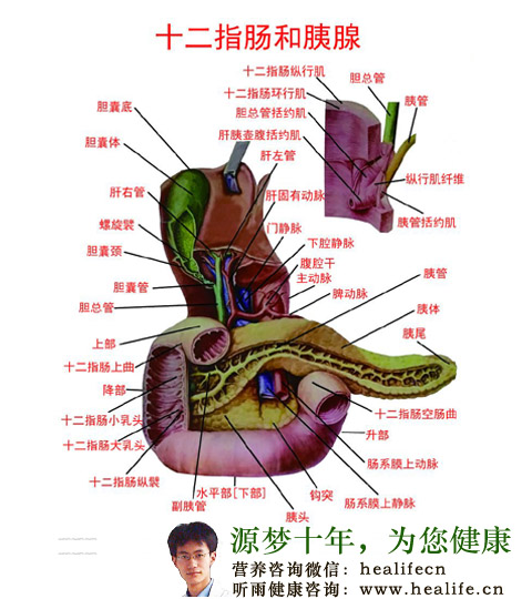 十二指肠解剖图