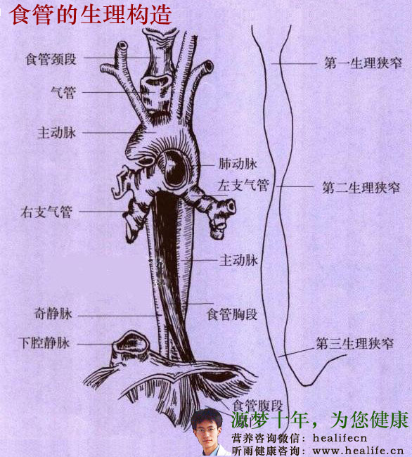 食管生理构造