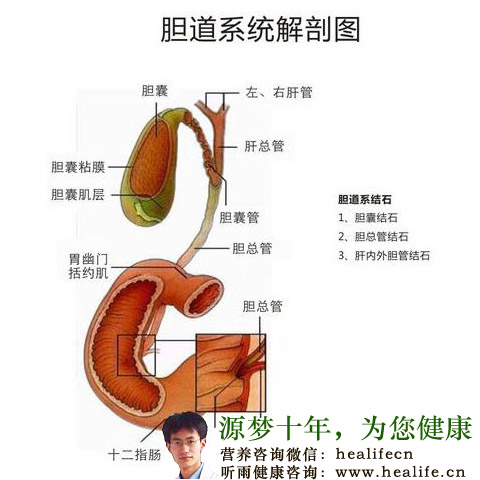 胆道系统解剖图