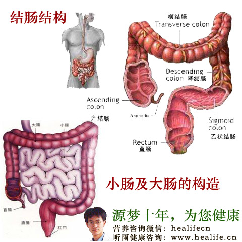 小肠及大肠的构造