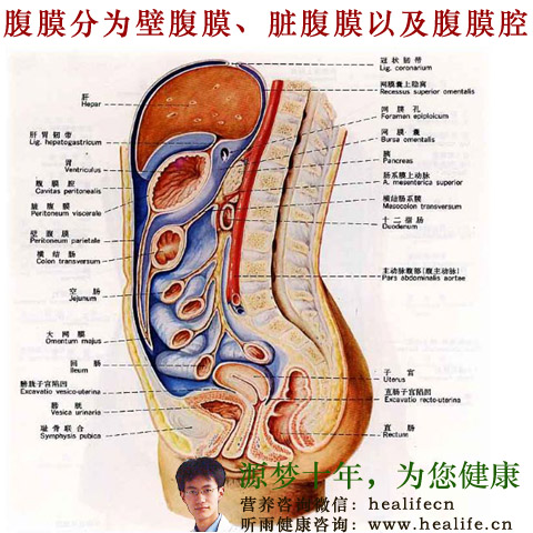 腹膜