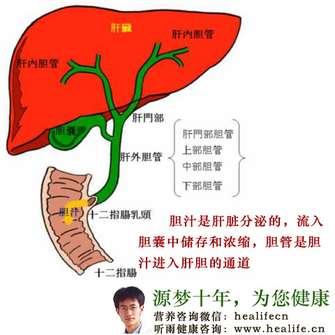 肝胆结构