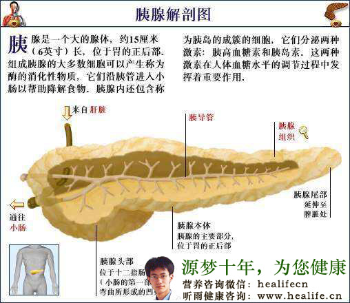 胰腺解剖图