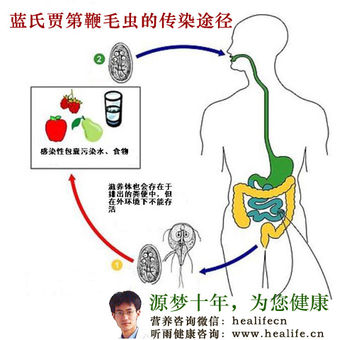 蓝氏贾第鞭毛虫的传染途径
