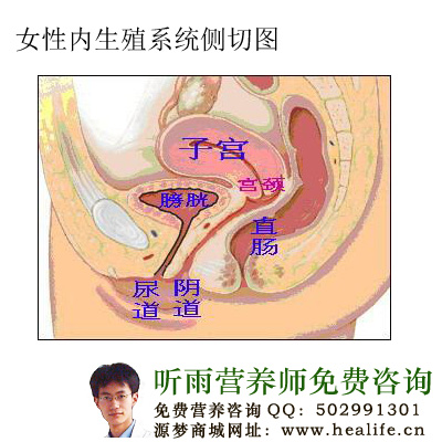 女性内生殖系统侧切图