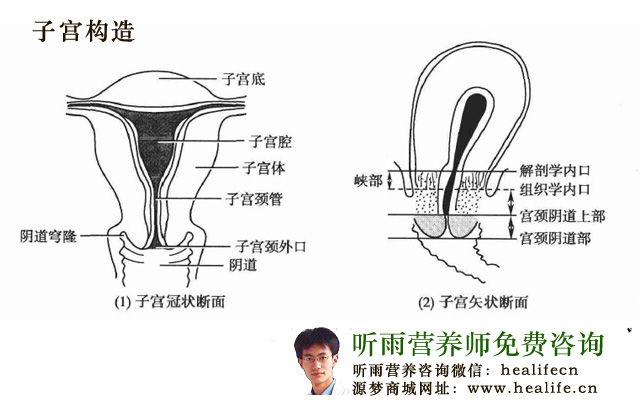 子宫颈