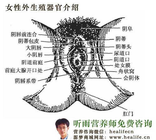 女性外生殖器官介绍