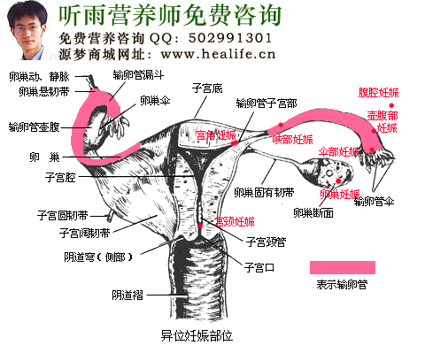 女性生殖系统构造图