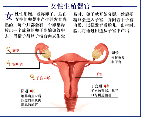 女性生殖器官构造