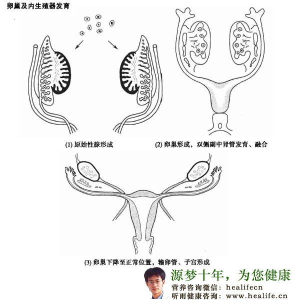 卵巢及内生殖器发育