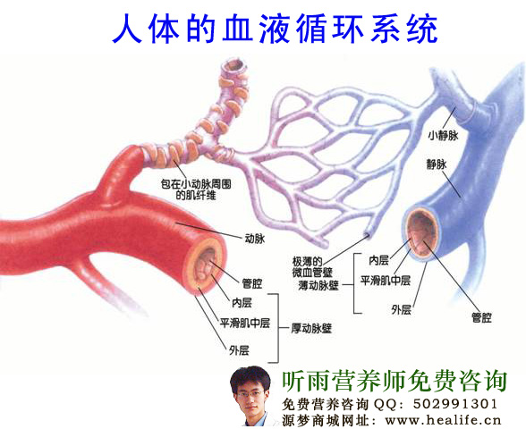 人体的血液循环系统