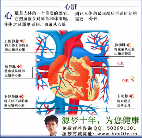 血压的形成及高血压的分类