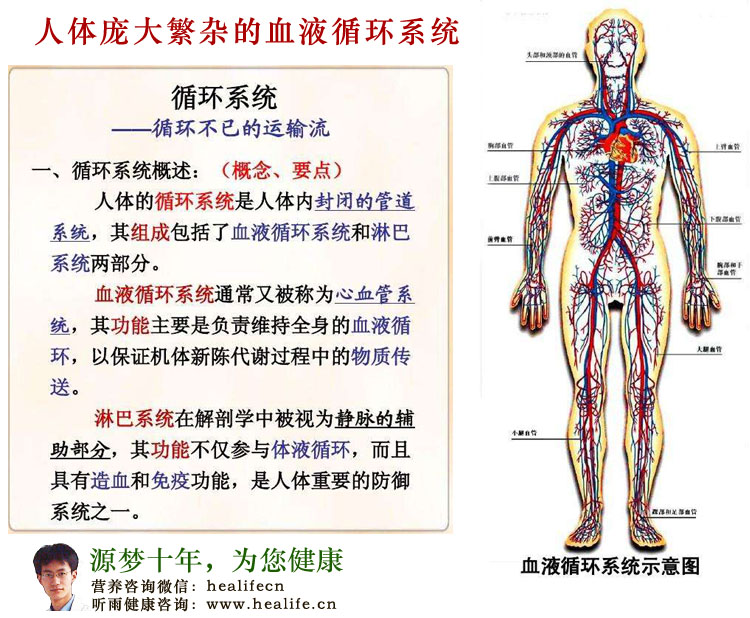 人体庞大繁杂的血液循环系统