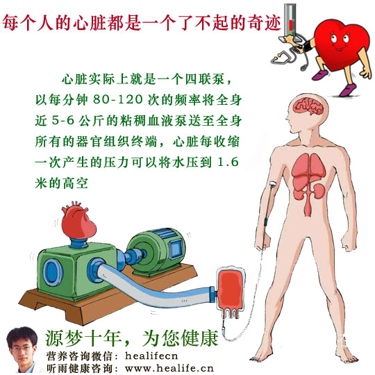 心脏实际上就是一个四联泵