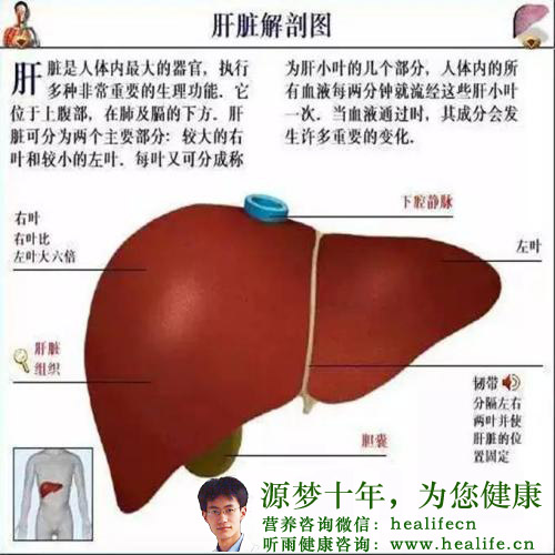 肝胆器官解剖