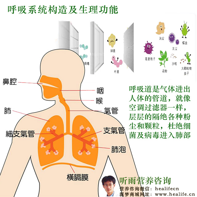 呼吸系统构造及生理功能