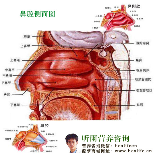 鼻腔侧面图