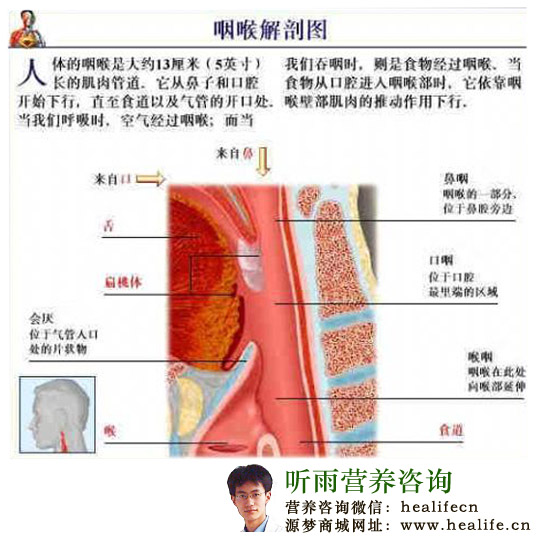 咽喉解剖图