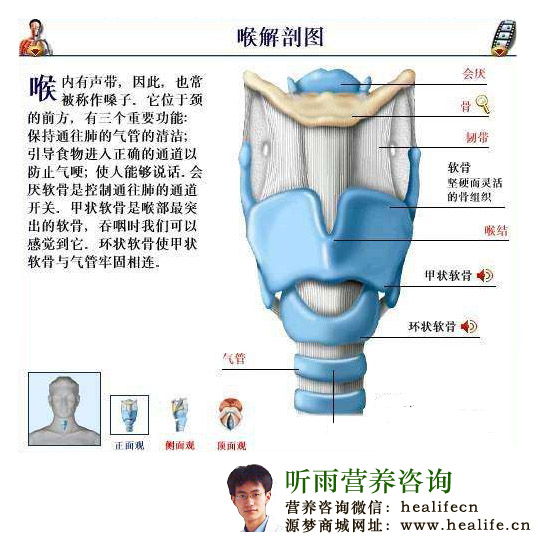 喉解剖图