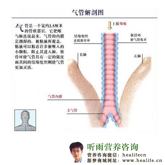 气管解剖图