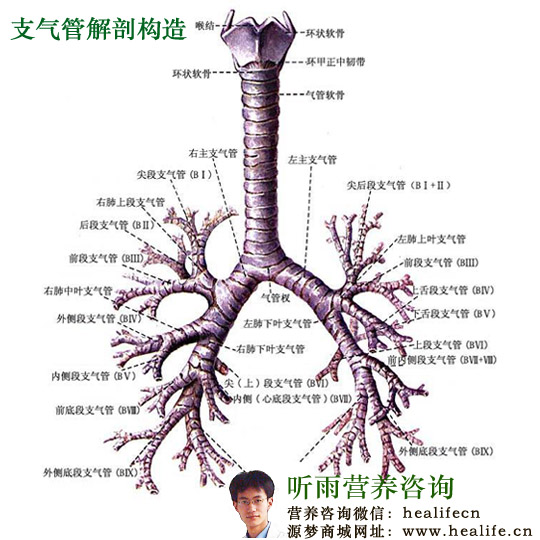 支气管解剖构造