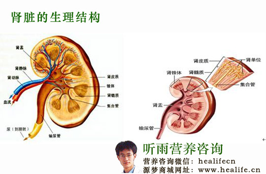 肾脏的生理结构