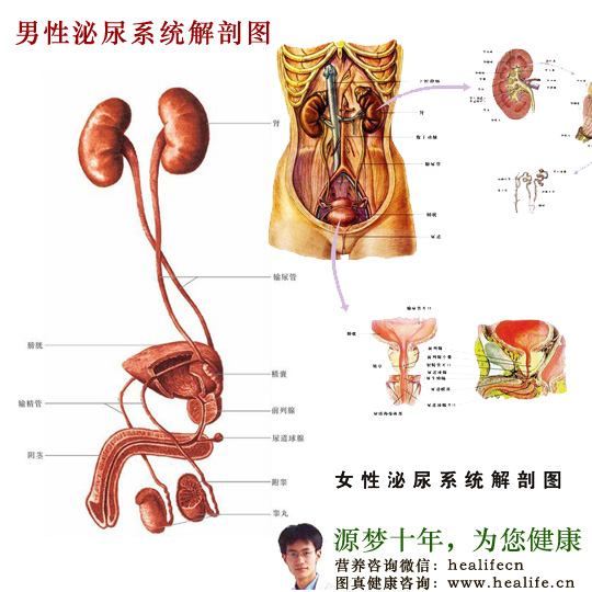 人类泌尿系统解剖图
