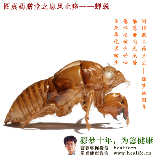 图真药膳堂之息风止痉——蝉蜕