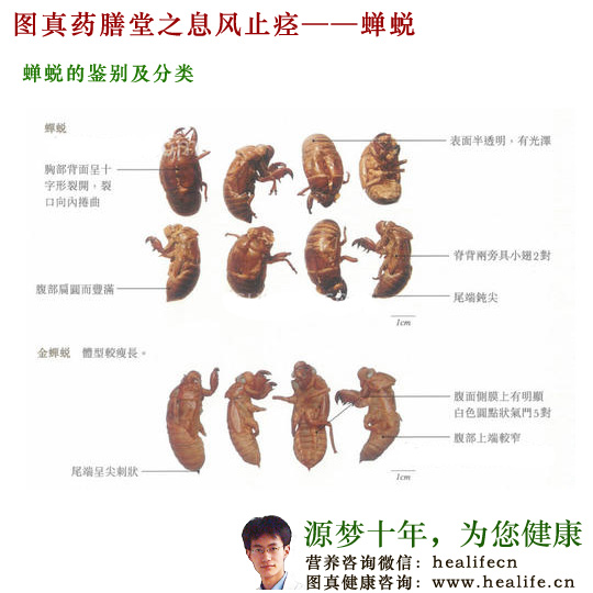 蝉蜕的鉴别