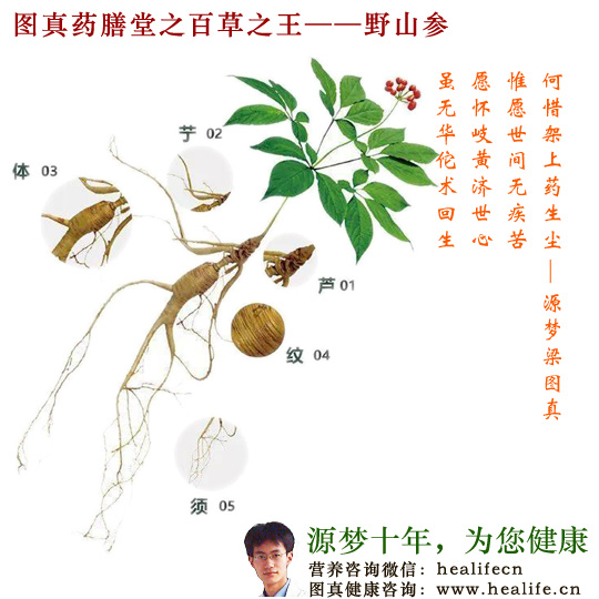 图真药膳堂之药王人参——野山参