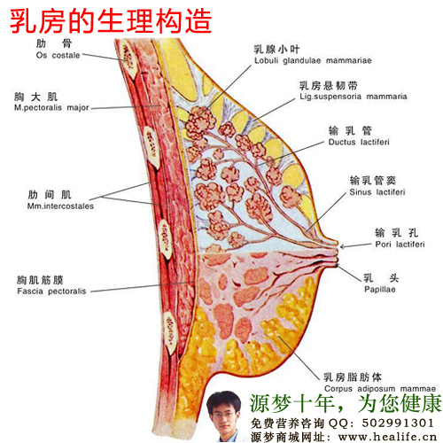 乳房的内部结构究竟什么样